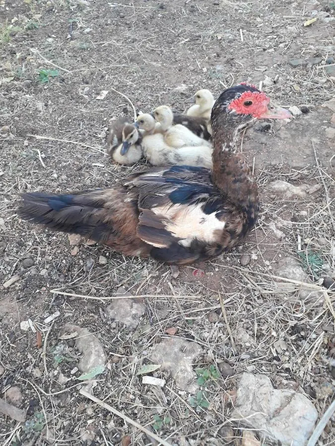 라고스 Quinta Da Jolanda-Happy Family Farm 아파트